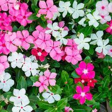 Hạt giống hoa Dừa cạn , trường xuân hoa- Catharanthus roseus
