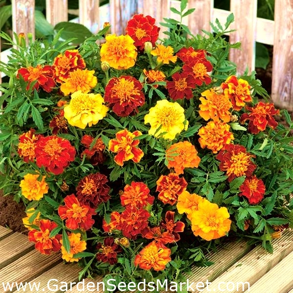 Hạt giống hoa cúc vạn thọ Pháp French marigold- Tagetes patula