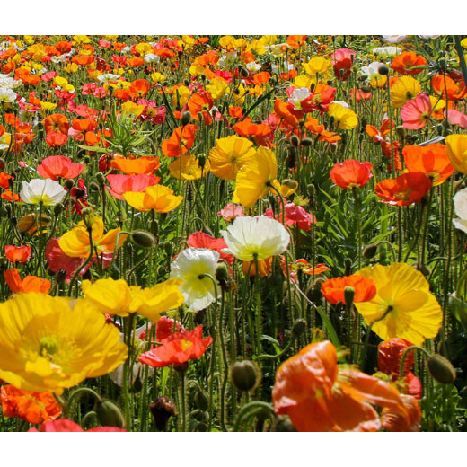 Hoa poppy lâu năm - Icelandic Poppy (Papaver nudicaule)
