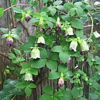 Hạt giống Đẳng sâm bắc  Codonopsis pilosula