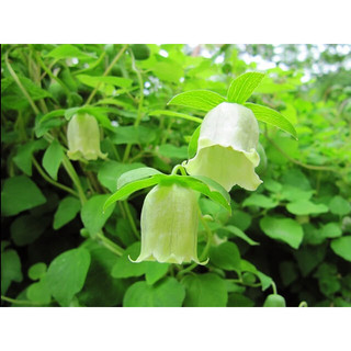 Hạt giống Đẳng sâm bắc  Codonopsis pilosula