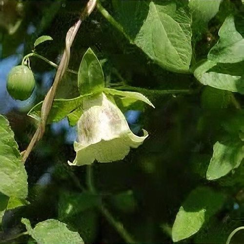 Hạt giống Đẳng sâm bắc Codonopsis pilosula