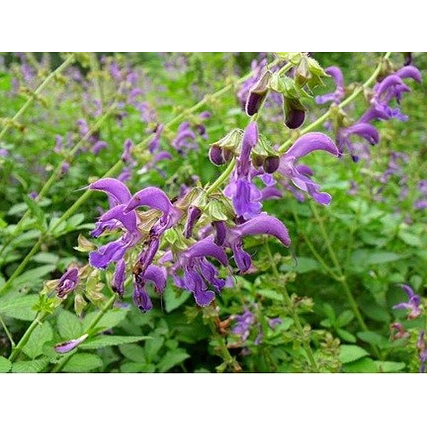 Hạt giống Đan Sâm Salvia miltiorrhiza , Lamiaceae