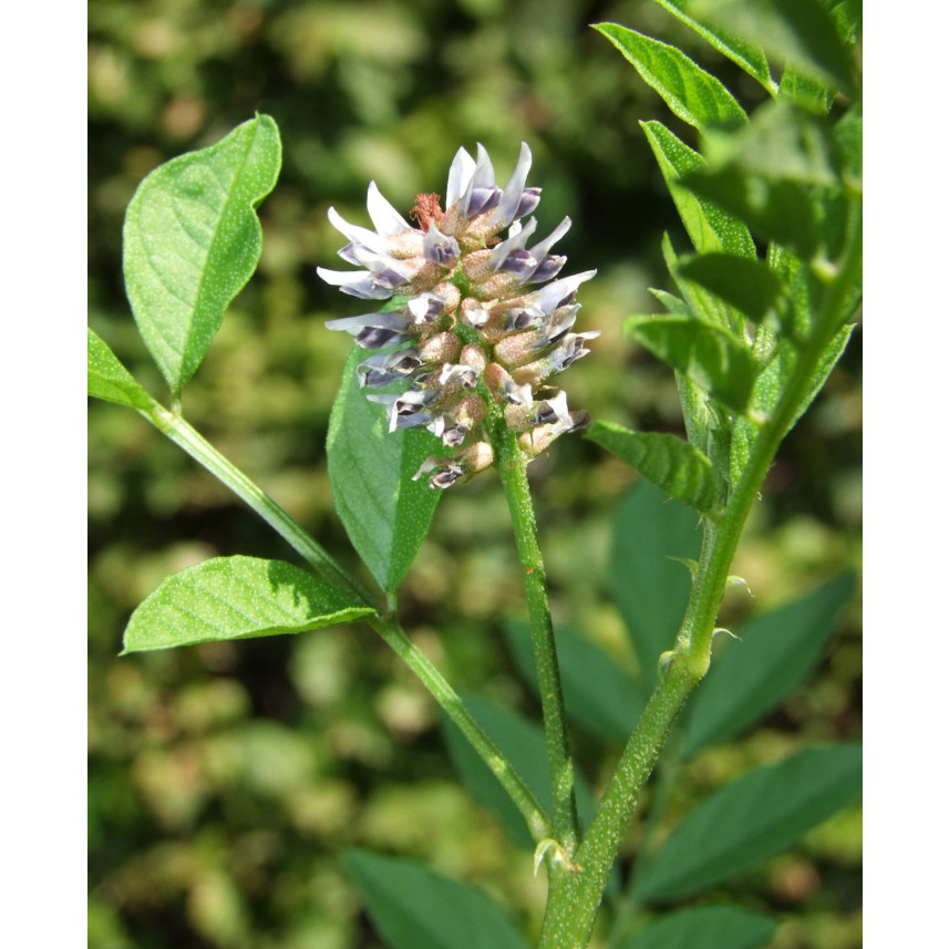 Hạt giống cam thảo Trung Quốc - Glycyrrhiza uralensis