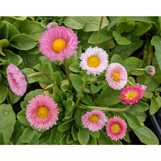 Hạt giống hoa cúc cỏ - Bellis perennis