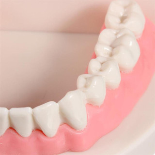 Mô Hình Răng Toàn Hàm Tỷ Lệ Thực Tế