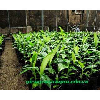 Cây giống chuối bơm cấy mô (siêu sớm) ( giống siêu tốt)