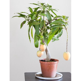 Cây xoài giống trồng chậu