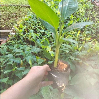 Cây giống chuối tá quạ cấy mô (chuẩn giống - quả siêu to)(giống siêu tốt)