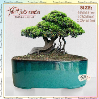 Chậu Trồng Cây Bonsai cây kiểng Dáng Oval Thẳng - Chậu gốm sứ Tiệm Chuồn Chuồn