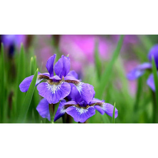 Hạt giống hoa diên vĩ (Iridaceae)