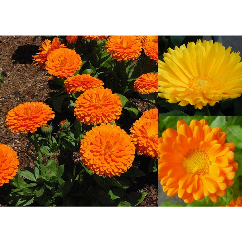 Hạt giống hoa cúc Calendula