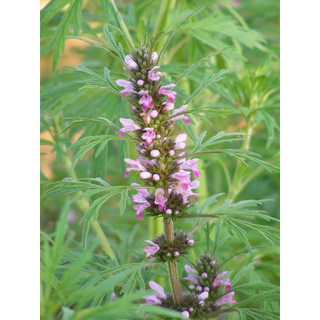 Hạt giống cây ích mẫu motherwort