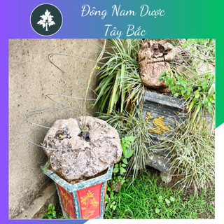 Củ Bình Vôi tươi nguyên củ 1kg - Đông Nam Dược Tây Bắc