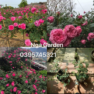 Cây hoa hồng cổ Sa Pa giâm cành cao 60-80 cm