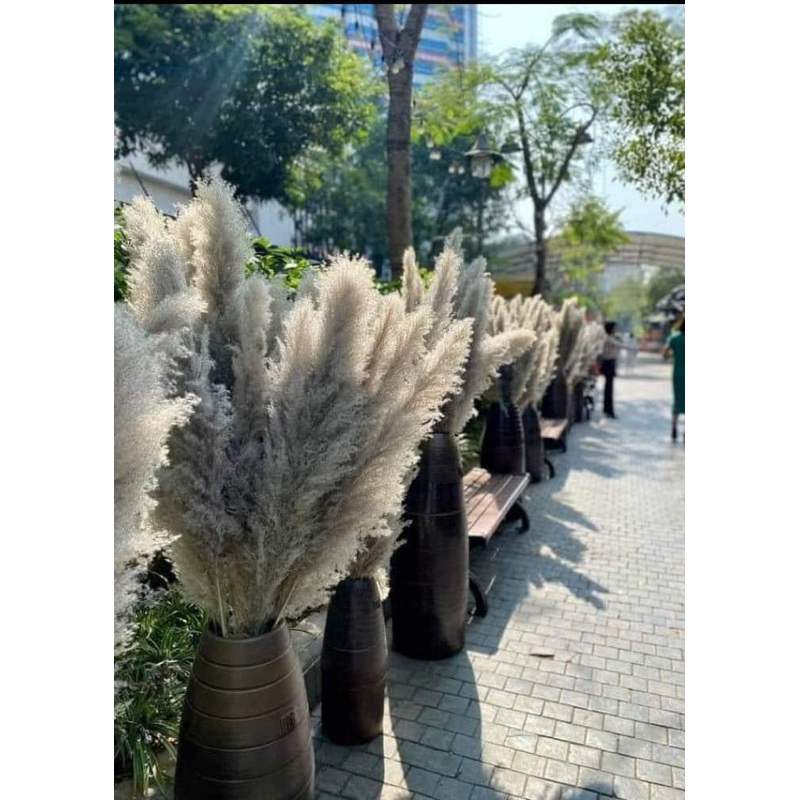 Bông lau, cỏ lau khô trang trí ⚡ HÀNG LOẠI 1 ⚡ Hoa khô decor nhà cửa, trang trí shop, spa, trang trí tiệc cưới sự kiện