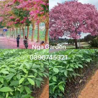 20 cây hoa kèn hồng giống thân gỗ