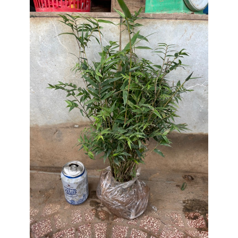 Cây trúc tăm, trúc chỉ, cây trúc mini trang trí sân vườn