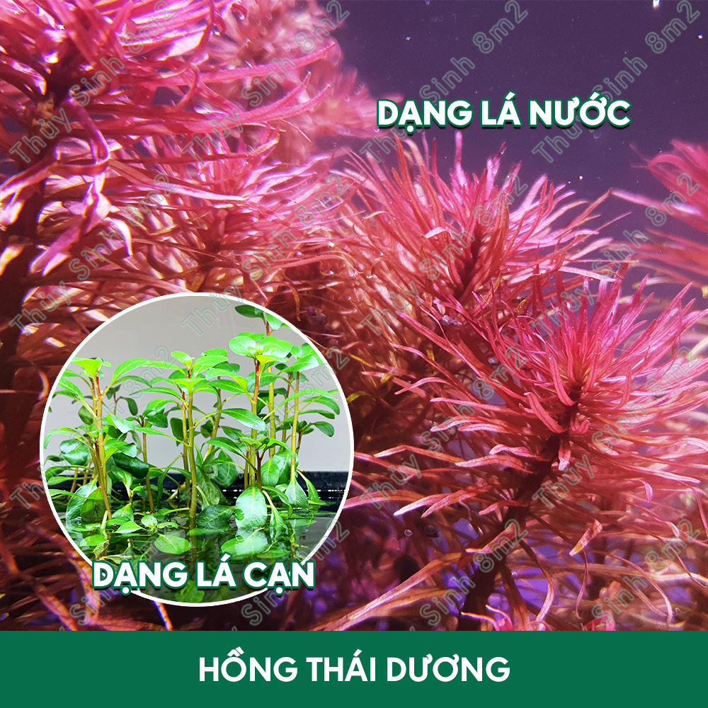 Hồng Thái Dương & Hoàng Thái Dương | Cây Thủy Sinh Hậu Cảnh, Cắt Cắm | 8m2