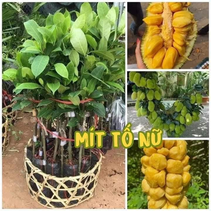 CÂY GIỐNG MÍT TỐ NỮ (CÂY GHÉP NHANH RA TRÁI )CÂY KHỎE MẠNH
