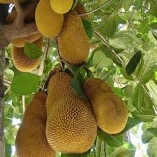 CÂY GIỐNG MÍT MẬT (giống siêu sớm)