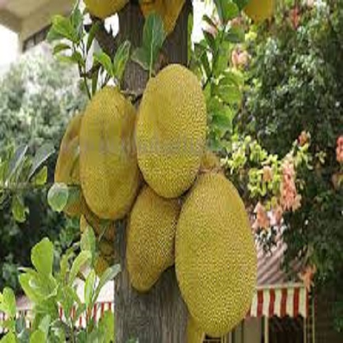 CÂY GIỐNG MÍT MẬT (giống siêu sớm)