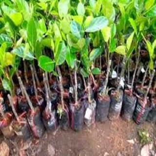 CÂY GIỐNG MÍT MẬT (giống siêu sớm)