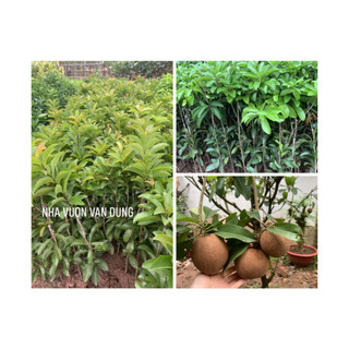Cây giống hồng xiêm xoài ghép cành cây trong bầu khỏe mạnh, thu hoạch cho trái to và ngọt (ảnh thật cây giống tại vườn)