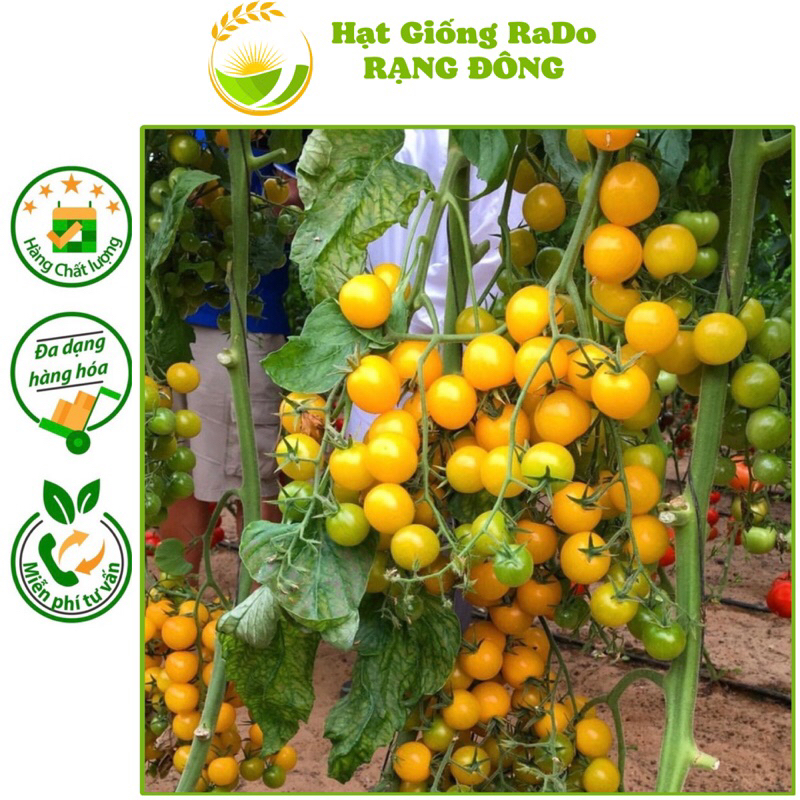 Hạt giống Cà Chua Cherry Vàng F1 RaDo 645 (gói 0.1gram) sai trái, sinh trưởng tốt, trồng quanh năm, Hạt Giống Rạng Đông
