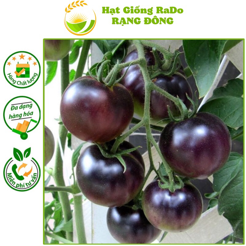 Hạt giống Cà Chua Cherry đen F1 RaDo 643 (gói 0.1gram) Kháng bệnh tốt, dễ trồng, trồng quanh năm, Hạt Giống Rạng Đông