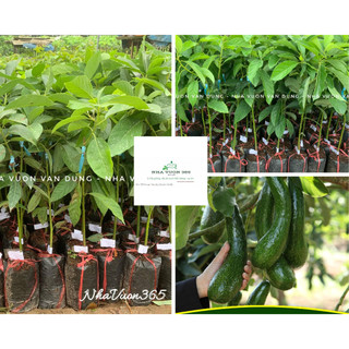 Cây giống bơ 034 quả dài siêu ngon cây ghép cành có sẵn (ảnh thật cây giống tại vườn)