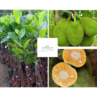 Cây giống mít thái siêu sớm đậu quả chi sau 18 tháng trồng (ảnh thật cây giống tại vườn)
