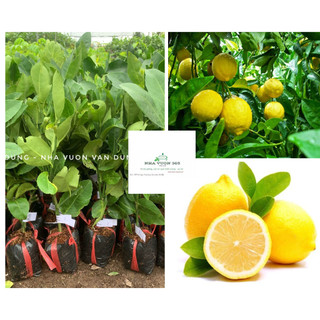 Cây giống chanh úc quả vàng, chanh đào, chanh không hạt, chanh tứ quý, chanh leo (ảnh thật cây giống có sẵn tại vườn)