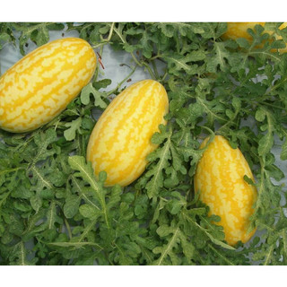 Hạt giống dưa hấu thỏi vàng