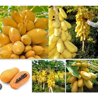 Đu đủ vỏ vàng Vĩnh Thành (5 hạt)