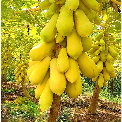 Đu đủ vỏ vàng Vĩnh Thành (5 hạt)