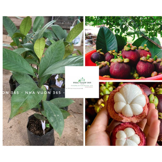 Cây giống măng cụt, cây cho quả năng suất, giống quả ngon ngọt (ảnh thật cây giống tại vườn)