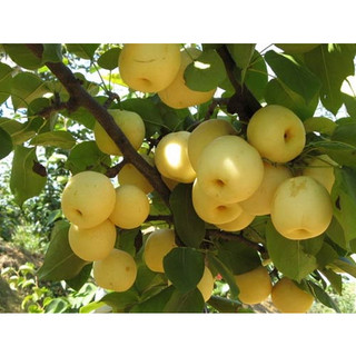 Cây giống Lê vàng