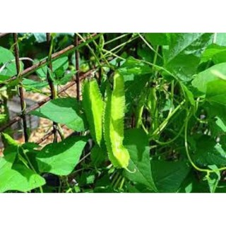 hạt giống đậu rồng gói 20gram