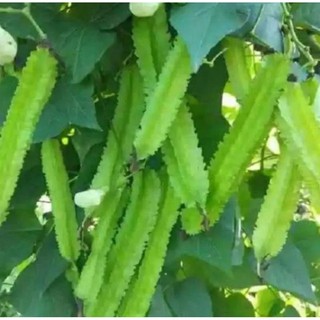 hạt giống đậu rồng gói 20gram