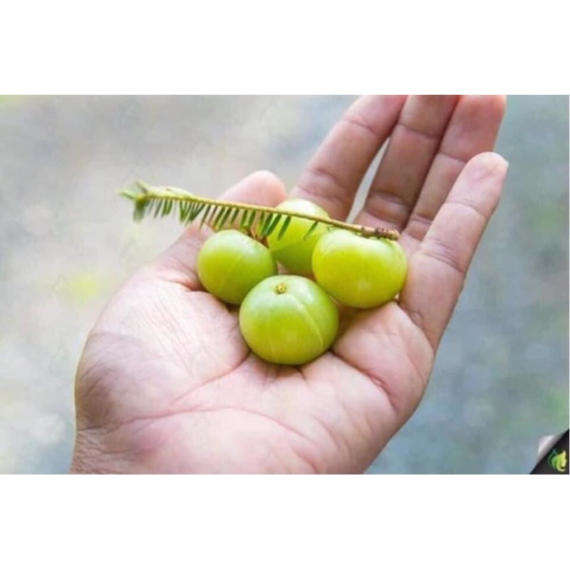 Amalaki Himalaya hộp 60v - Sáng da cung cấp Vitamin C tự nhiên tăng cường đề kháng