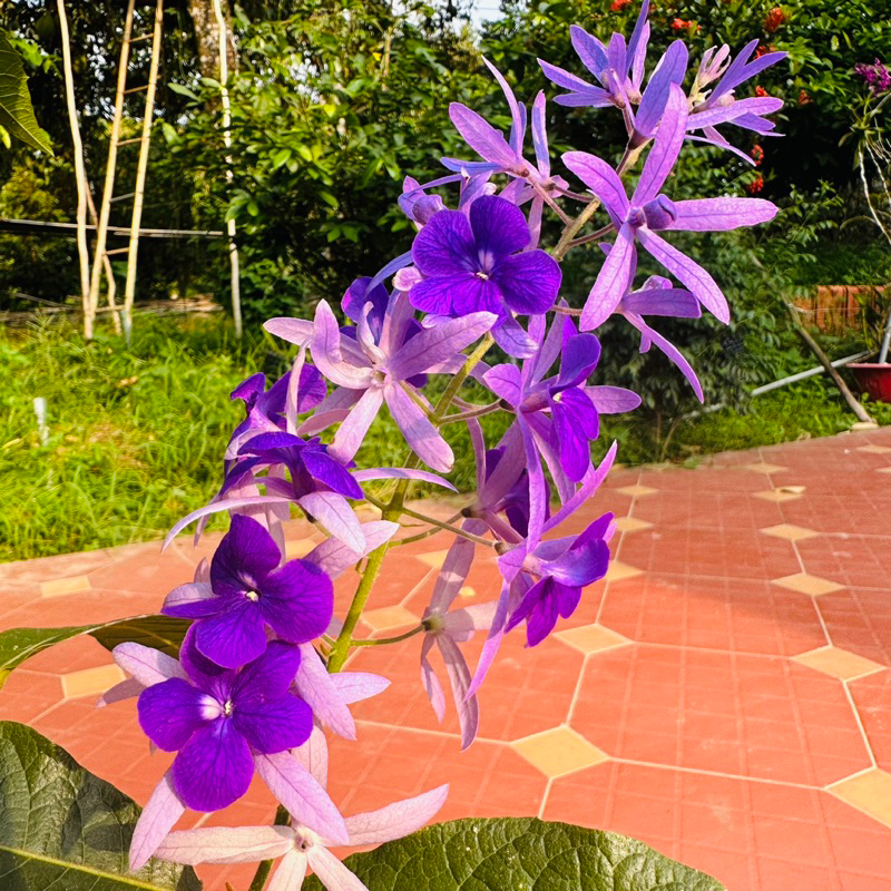 Cây mai xanh thái bông tím - cao 70-90cm, hoa chùm dài thành chuỗi