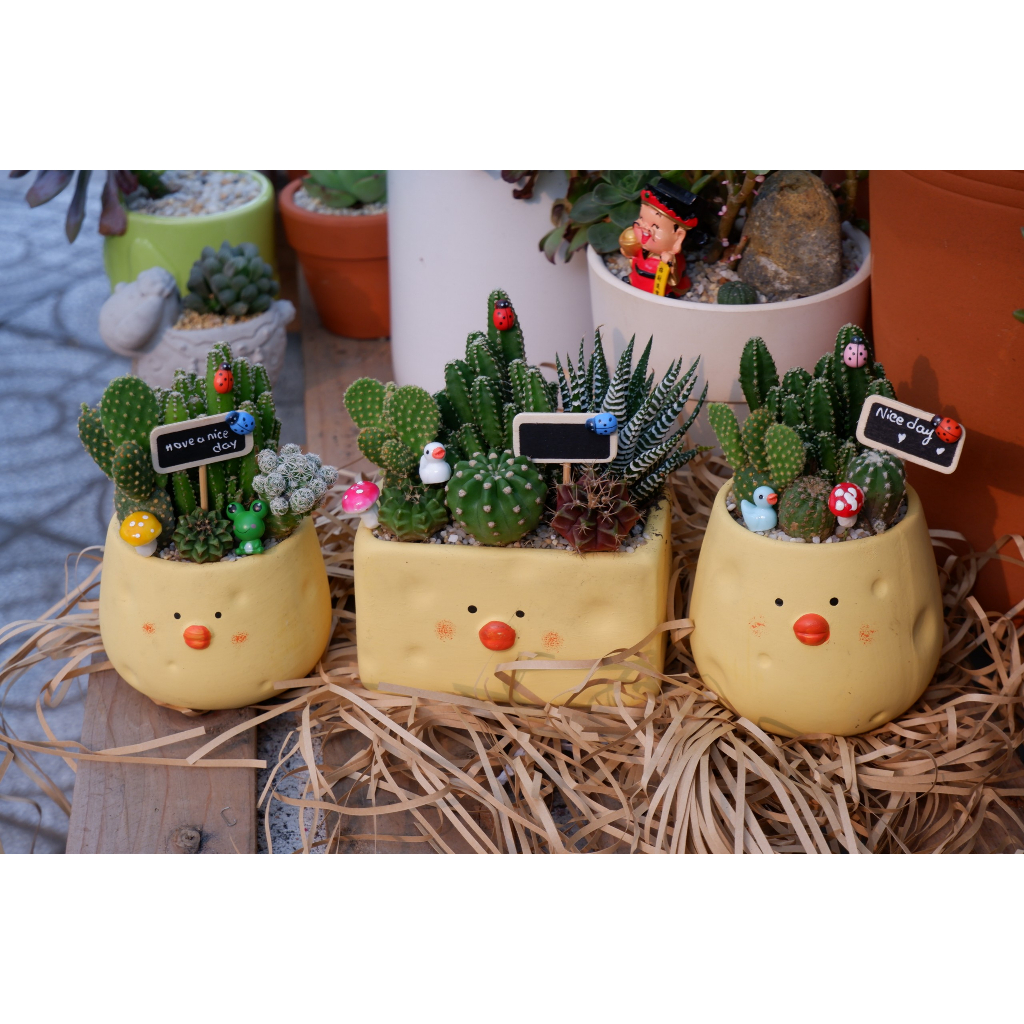 Tiểu Cảnh Xương Rồng Chậu Hình Chú Gà Đáng Yêu - Quà Tặng Ý Nghĩa Độc Đáo ( Set Tự Trồng Hoặc Trồng Sẵn )