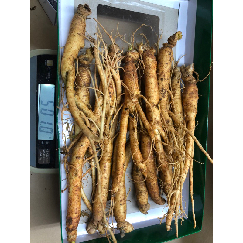 Nhân sâm hầm gà 500g loại 20-30 củ/kg nhập Từ Hàn Quốc