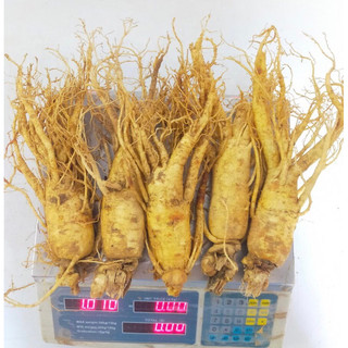 Nhân sâm tươi Hàn Quốc 6 năm tuổi loại 5 củ/kg