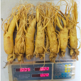 Nhân sâm tươi Hàn Quốc mới thu hoạch 7 củ/kg
