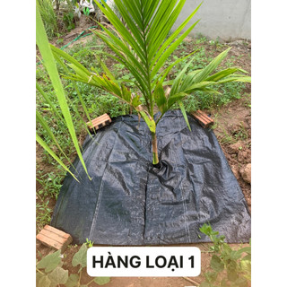 Tấm bạt phủ cỏ rộng 1m,1,2m, 1,5m,2m hàng loại 1