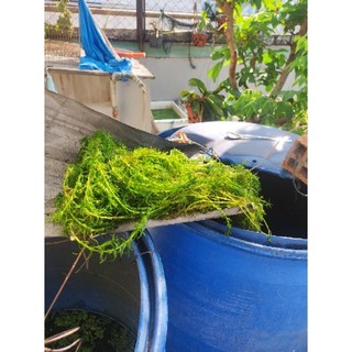 Rong Đuôi Chó - 🍁🍀[Ceratophyllum demersum] 1 Phần 7 Nhánh Rong Đôi Chó
