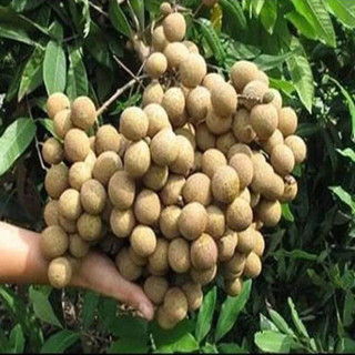 Cây giống nhãn không hạt Thái Lan (12 tháng cho trái có bảo hành)(giống siêu tốt)
