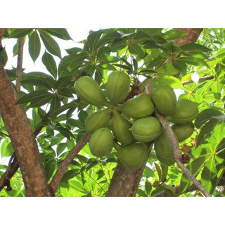 Cây giống trôm lấy mủ(giống siêu tốt)